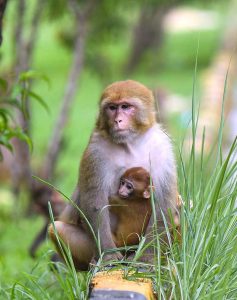 A troop of monkeys crosses Margalla Road, underscoring the importance of wildlife awareness and protective measures to reduce the risk of road accidents in the federal capital.