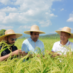 Chinese Honglian Hybrid Rice powers Pakistani agriculture