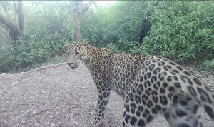 Beyond the litter bag: how one volunteer is helping shape future of Pakistan's urban conservation