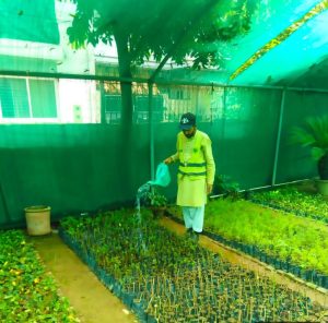 PHA takes special measures to beautify Hilal Park, Nursery in Al-Furqan Sector