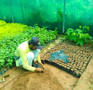 PHA takes special measures to beautify Hilal Park, Nursery in Al-Furqan Sector