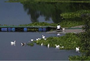 Ducks swim in the water of Rawal Dam, which is brimming after recent monsoon rains in the Federal Capital.