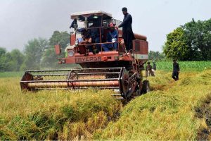Farmers use a combine harvester to harvest rice crop in the field.