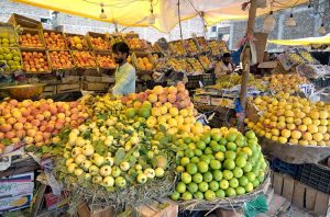 A vendor arranging and displaying seasonal fruits to attract the customers at his setup along Khana Pul