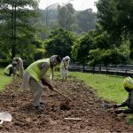 CDA workers prepare and till the soil along the lush green roadside greenbelt along Expressway