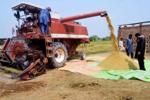 Farmers use a combine harvester to harvest rice crop in the field.