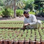 A worker prepares seedlings at a local nursery at Ferozepur Road