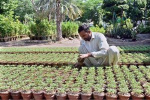 A worker prepares seedlings at a local nursery at Ferozepur Road