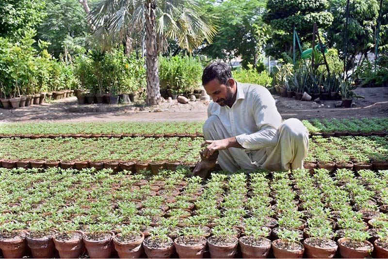 A worker prepares seedlings at a local nursery at Ferozepur Road