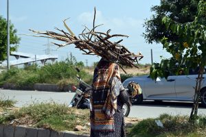 A nomadic woman carries a bundle of firewood on her head after collecting it for domestic use, including cooking