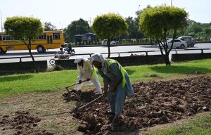 CDA workers till and prepare the soil for placing grass patches along the roadside greenbelt on the Expressway.