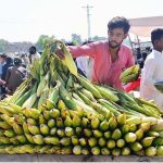 A vendor displaying the corns to attract the customers on hand cart at Norani basti
