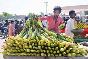 A vendor displaying the corns to attract the customers on hand cart at Norani basti