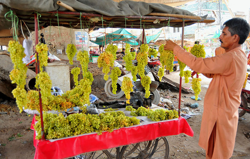 A vendor arranges fresh green grapes at a roadside stall to attract customers at a local market