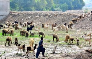 A young shepherd tends to a herd of sheep and goats grazing in an open field on the outskirts of the city.