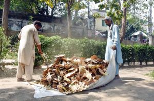 PHA workers collect dry leaves from trees during a cleanup drive at a local park near the historic tomb of Nadira Begum to improve the sanitation system in the Provincial Capital.