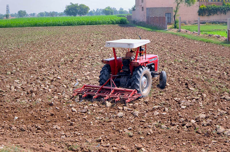 A farmer drives a tractor equipped with a cultivator through a field during land preparation for the next crop, as egrets forage behind the farm machinery