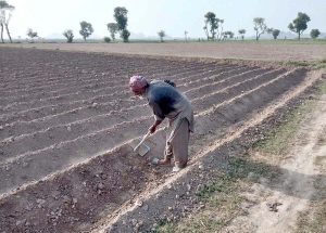 A farmer is busy preparing land for next crop with help of tractor along Lahore Road