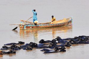 A fisherman casts his net from a boat to catch fish as a herd of cows swims nearby in the Indus River.