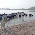 A herd of buffaloes bathing and drinking water in the River Chenab