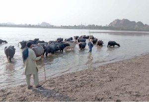 A herd of buffaloes bathing and drinking water in the River Chenab
