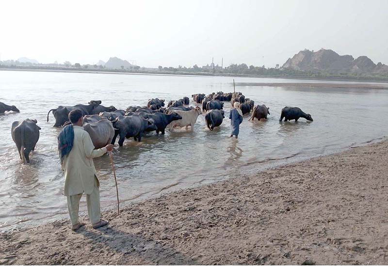 A herd of buffaloes bathing and drinking water in the River Chenab