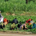 Farmers harvest fresh spinach in a leafy green crop field, bundling the produce for supply to local vegetable markets