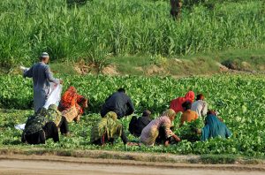 Farmers harvest fresh spinach in a leafy green crop field, bundling the produce for supply to local vegetable markets
