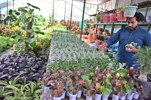 Vendor arranging and displaying plant pots to attract customers at H-9 local nursery in the federal capital