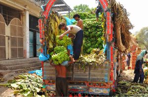 Labourers unload and carry freshly harvested green bananas from a truck at the fruit market as they prepare the produce for sale.