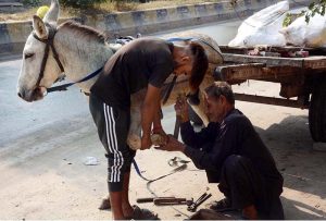 – A blacksmith fits iron shoes to a donkey’s hooves to help it move more easily on the road at his roadside workplace.