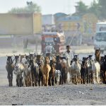 A shepherd along with a young boy leads a large herd of goats along a road on the outskirts of the city. Livestock rearing remains a key economic activity and primary source of livelihood for many suburban families