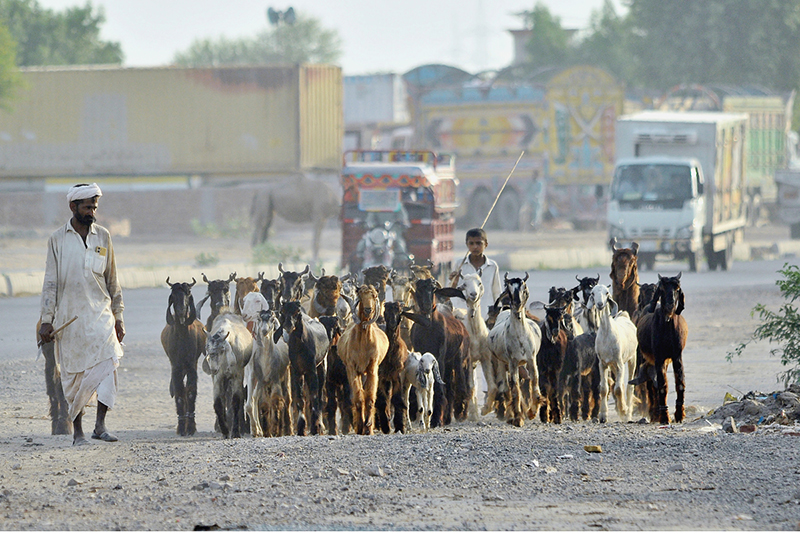 A shepherd along with a young boy leads a large herd of goats along a road on the outskirts of the city. Livestock rearing remains a key economic activity and primary source of livelihood for many sub