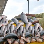 A roadside vendor is displaying fish to attract the customers