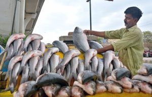A roadside vendor is displaying fish to attract the customers