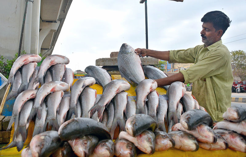 A roadside vendor is displaying fish to attract the customers