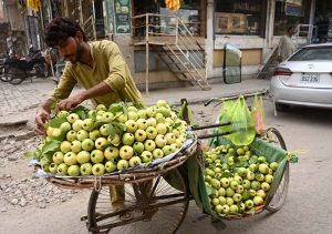 A street vendor arranges fresh guavas on his bicycle to attract customers along a city road.