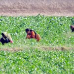 Women farmers work in a lush green agricultural field on the outskirts of the city. Female laborers play an essential role in local farming operations through routine weeding and harvesting