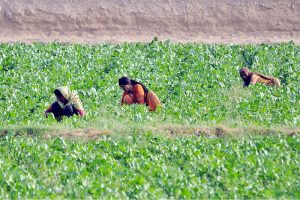 Women farmers work in a lush green agricultural field on the outskirts of the city. Female laborers play an essential role in local farming operations through routine weeding and harvesting