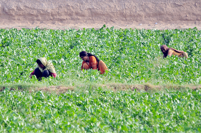 Women farmers work in a lush green agricultural field on the outskirts of the city. Female laborers play an essential role in local farming operations through routine weeding and harvesting