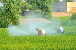 Farmers spray pesticides on a rice crop using knapsack sprayers in a field on the outskirts of the city.
