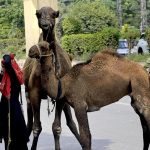 A young girl vendor sells camel milk while standing with her camels along a busy Murree road