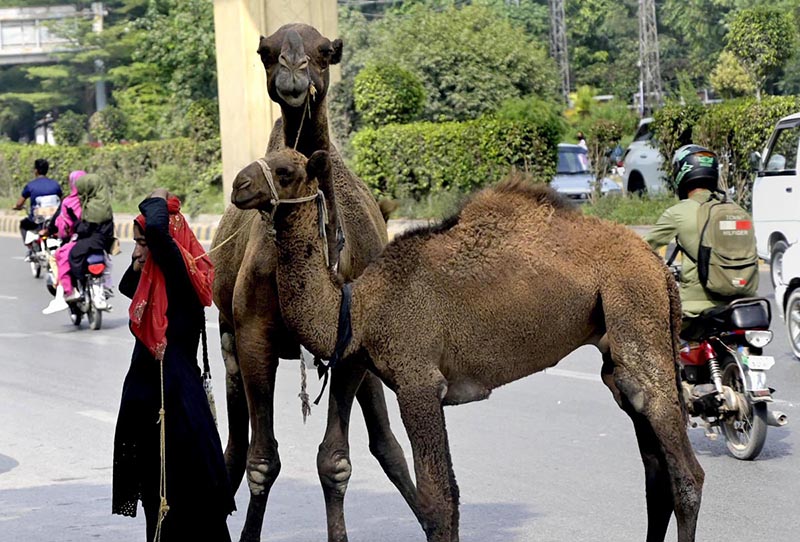 A young girl vendor sells camel milk while standing with her camels along a busy Murree road