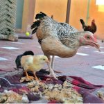 Once a very familiar sight in courtyards and open spaces of rural homes, “desi murghi” (poultry) is finding its way back into households as people are often seen reviving the age-old tradition of keeping native chickens for eggs, meat and the simple pleasure of raising birds at home. For many families, keeping desi poultry is no longer merely a rural practice but has become part of a hospitality culture, where guests often arrive with a popular request: “We want desi chicken.” In some households, serving a desi chicken dish to visiting relatives is not just a meal but a matter of pride, warmth and traditional hospitality, making the humble bird a cherished part of family gatherings. (Match the photo with APP feature slugged “Desi Poultry: Popular choice in South Punjab’s hospitality culture”) already been released
