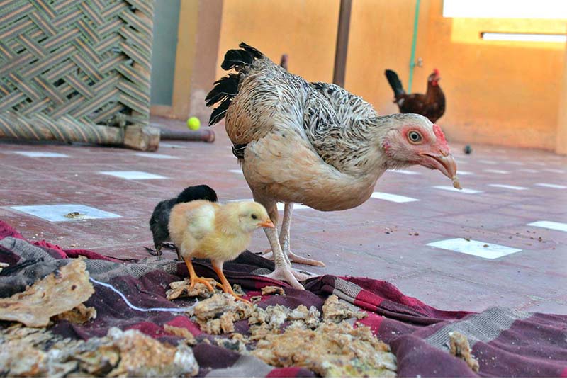 Once a very familiar sight in courtyards and open spaces of rural homes, “desi murghi” (poultry) is finding its way back into households as people are often seen reviving the age-old tradition of keeping native chickens for eggs, meat and the simple pleasure of raising birds at home. For many families, keeping desi poultry is no longer merely a rural practice but has become part of a hospitality culture, where guests often arrive with a popular request: “We want desi chicken.” In some households, serving a desi chicken dish to visiting relatives is not just a meal but a matter of pride, warmth and traditional hospitality, making the humble bird a cherished part of family gatherings. (Match the photo with APP feature slugged “Desi Poultry: Popular choice in South Punjab’s hospitality culture”) already been released