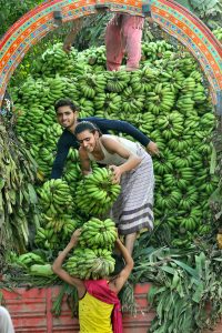 Laborers off-loading bunches of raw green bananas from a delivery truck at a fruit market.