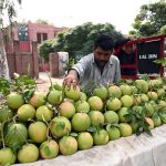 A vendor sells seasonal fruit (chakotra) along Chahry Road
