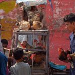A poultry seller displays roosters for sale at a bustling roadside market to attract customers