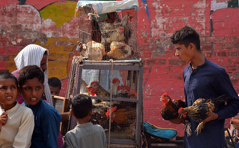 A poultry seller displays roosters for sale at a bustling roadside market to attract customers