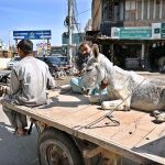 A donkey cart holder on the way, with a donkey loaded on the cart on Khayyam Road
